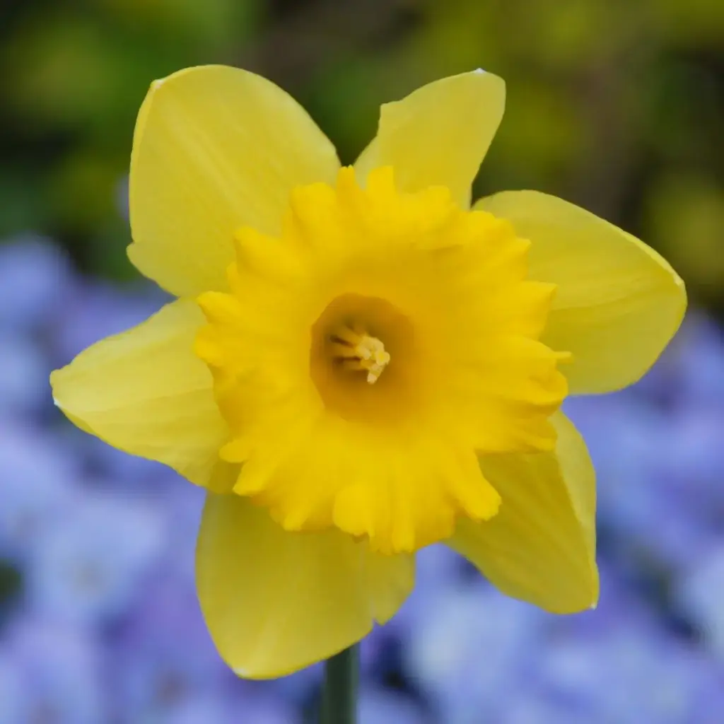 Daffodil - Narcissus Standard Value - ORG 