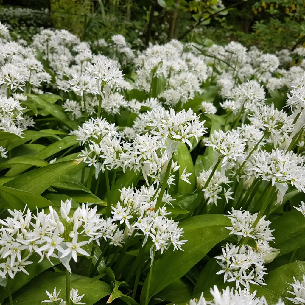 Wild Garlic - Allium Ursinum - ORG