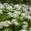 Wild Garlic - Allium Ursinum - ORG