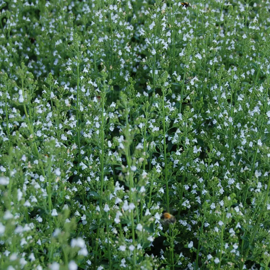 Calamintha Nepeta - Compact - ORG