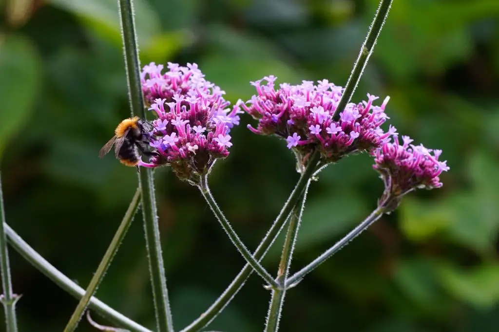 Verbena Bonariensis - Purpletop Vervain - P9 - ORG