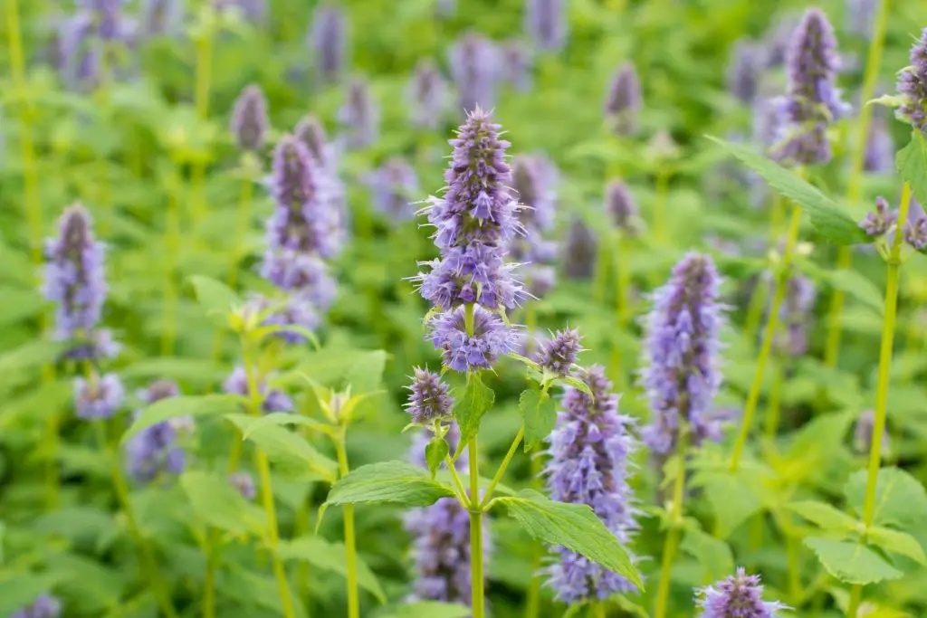 Anise Hyssop - Agastache Blue Fortune - P9 - ORG
