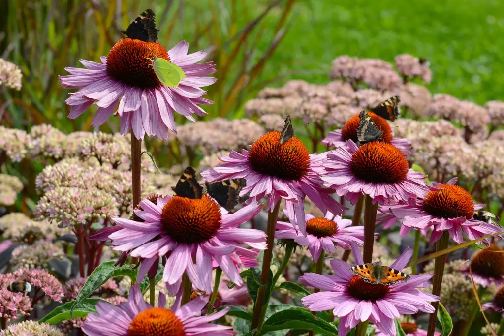Echinacea p. Magnus - P9 - ORG