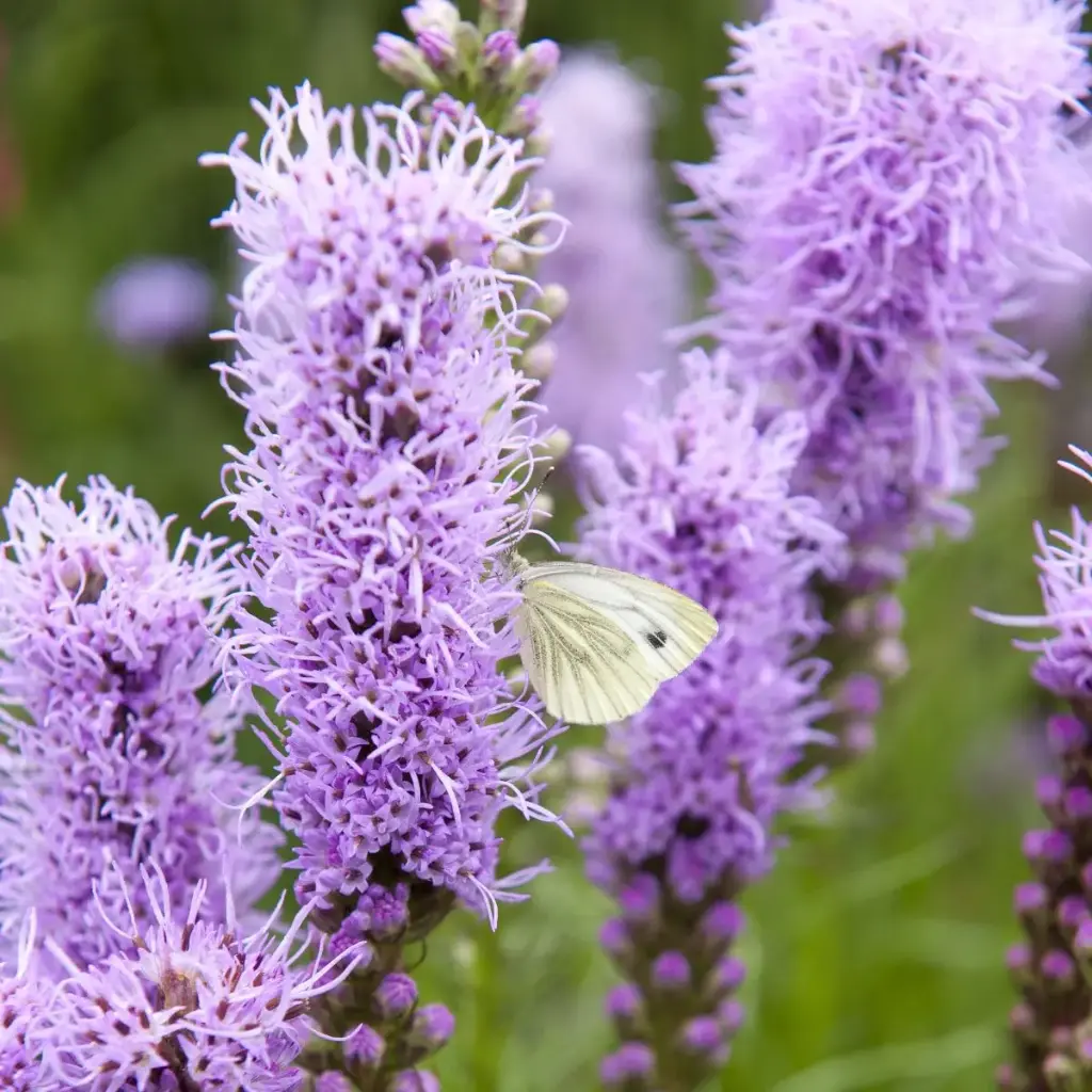 Liatris Spicata - P9 - ORG