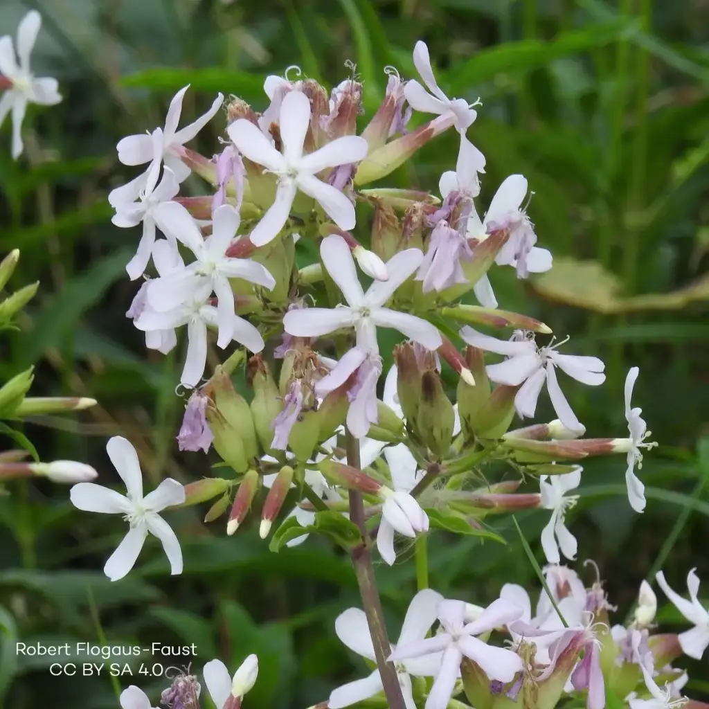 Saponaria Officinalis - P9 - ORG