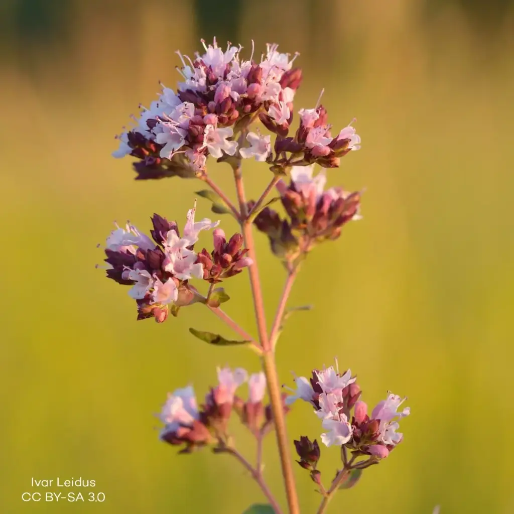 Origanum vulg. Compactum - P9 - ORG