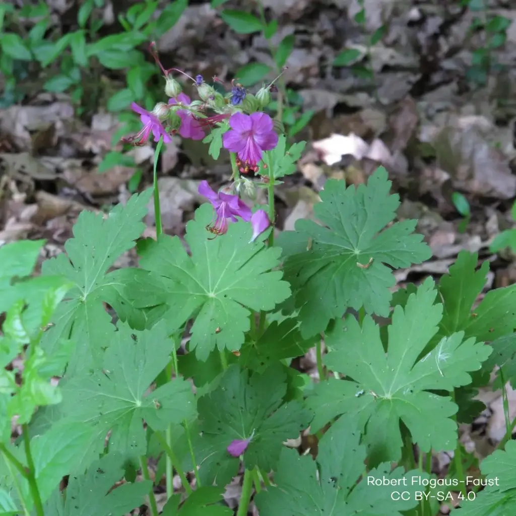 Geranium Macrorrhizum - Cranebsill - P9 - ORG