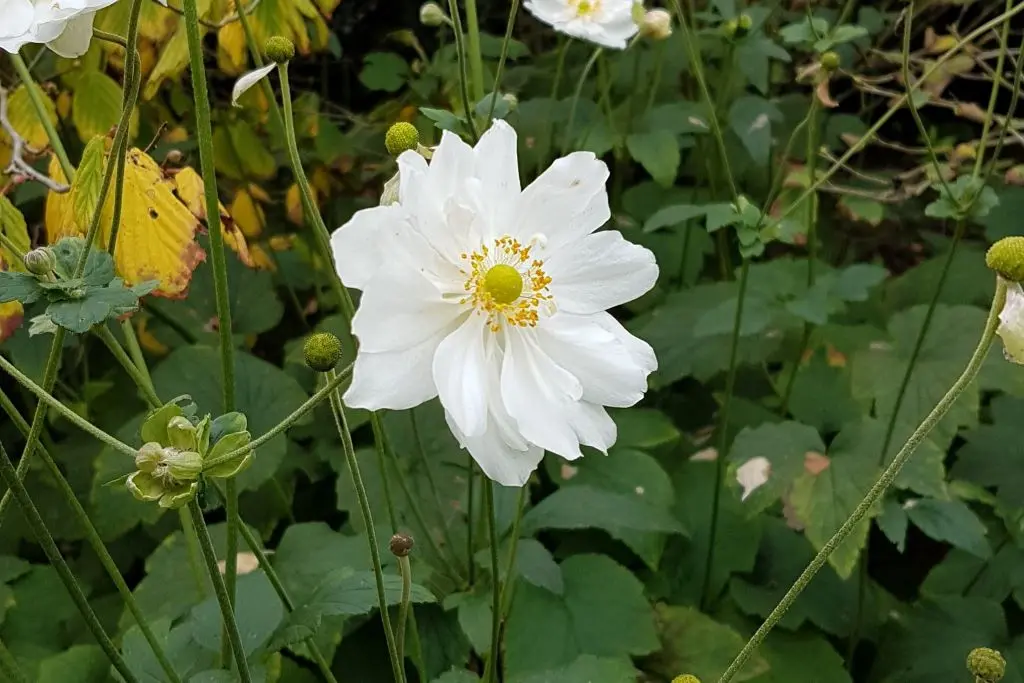 Anemone hyb. Honorine Jobert - P9 - ORG