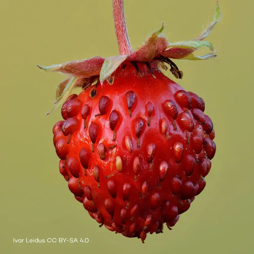 Fragaria Vesca - Compact - ORG