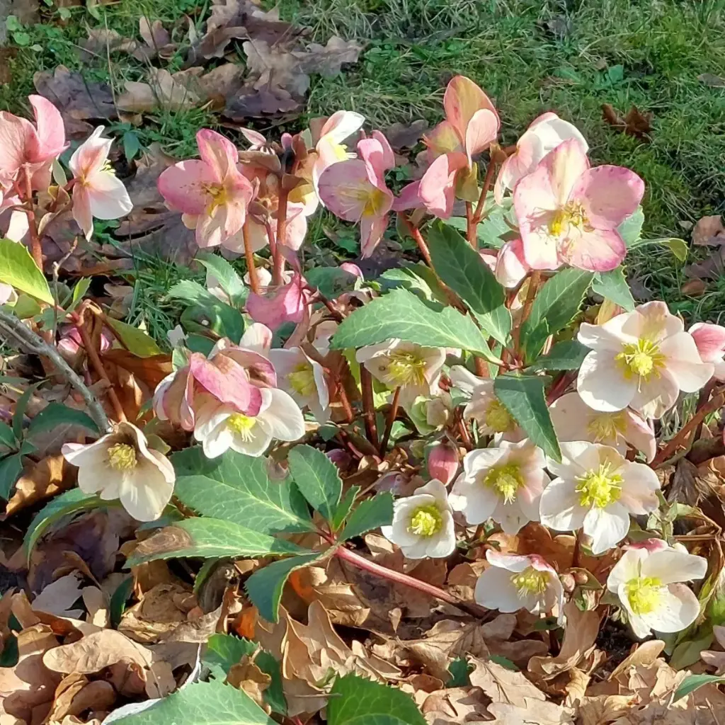 Helleborus Orientalis P9 - ORG