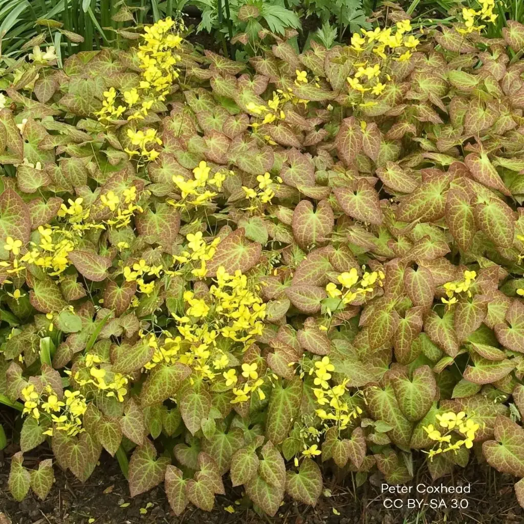 Epimedium perralc. Frohnleiten - P9 - ORG