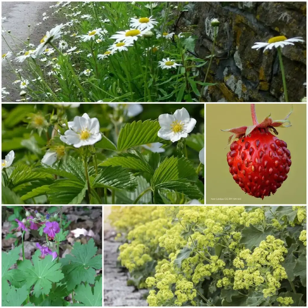 Perennial package for partial shade 1 m² - ORG