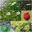 Perennial package for partial shade 1 m² - ORG