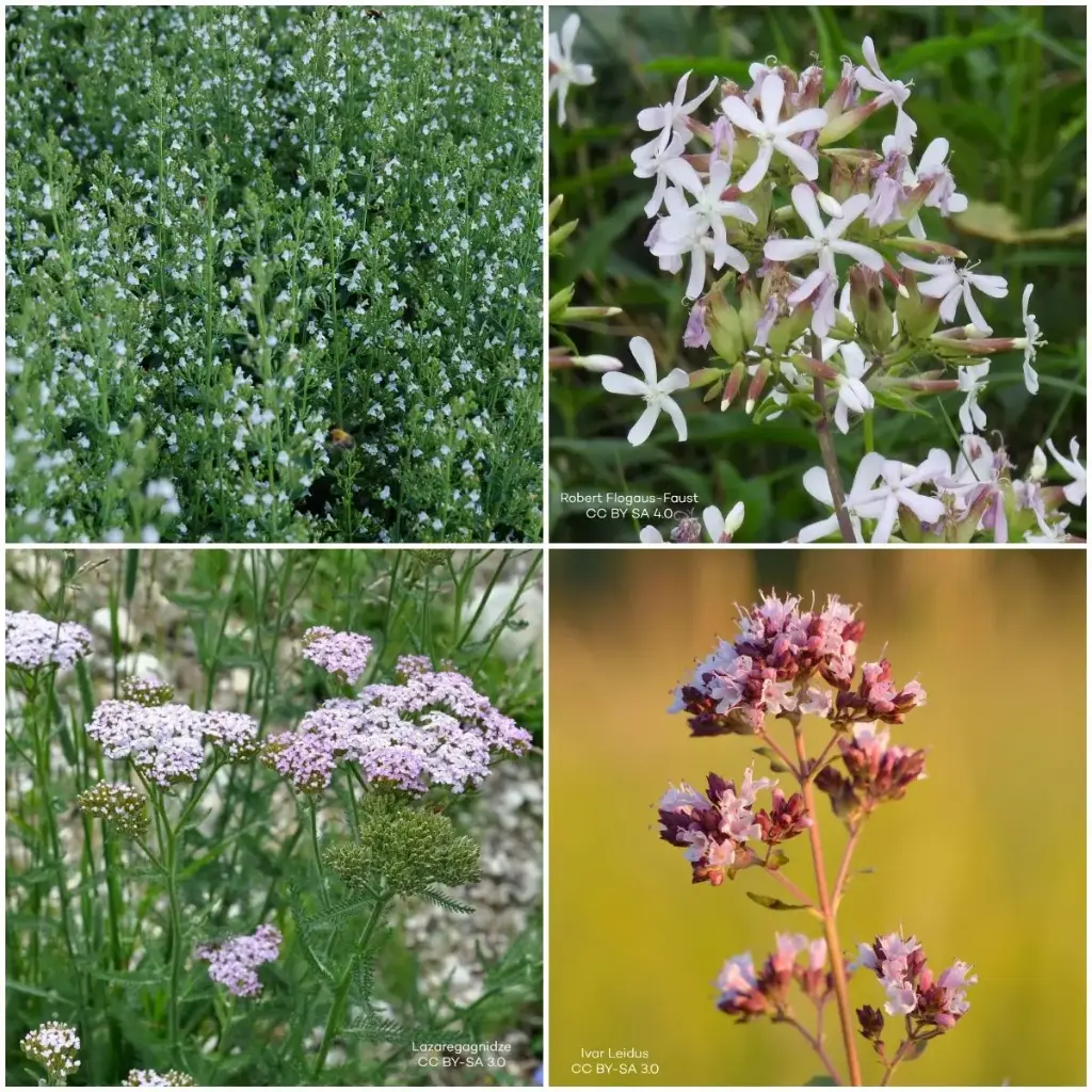 Perennial package for Sun 1 m² - ORG