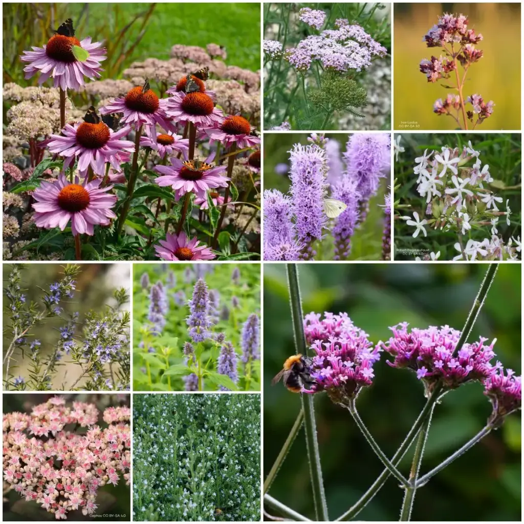 Perennial package for Sun 4 m² - ORG