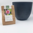 Dahlia ‘Hartenaas’ for Mom – with Artstone pot - ORG