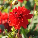 Dahlia Decorative Red - ORG
