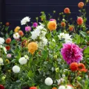 Dahlia Picking Garden Mix - ORG