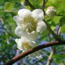 Jenny Kiwi Vine - Generous - ORG