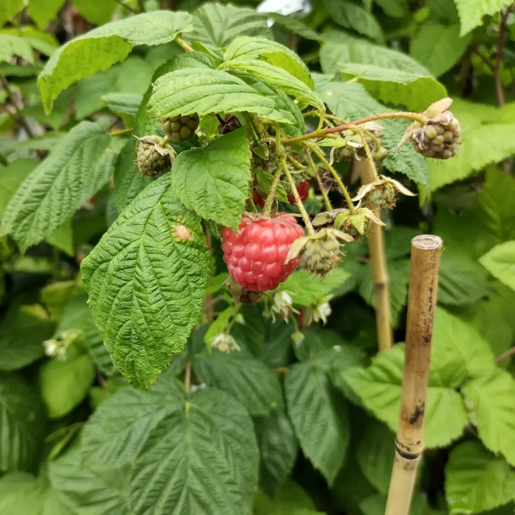 Autumn Bliss Everbearing Raspberry - Generous - ORG