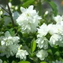 Snowbelle Mock Orange - Philadelphus - Generous - ORG