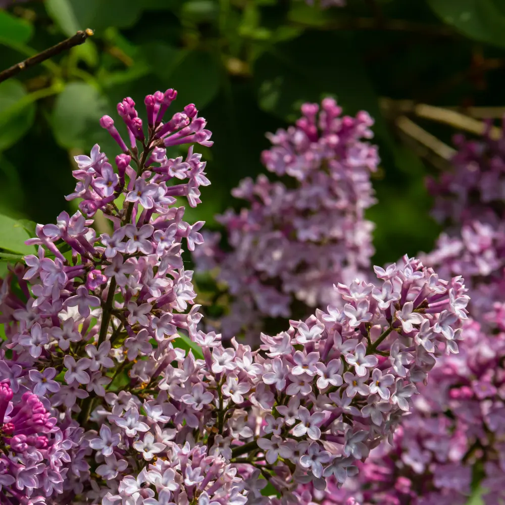 Lilac - Syringa Josée - Royal - ORG