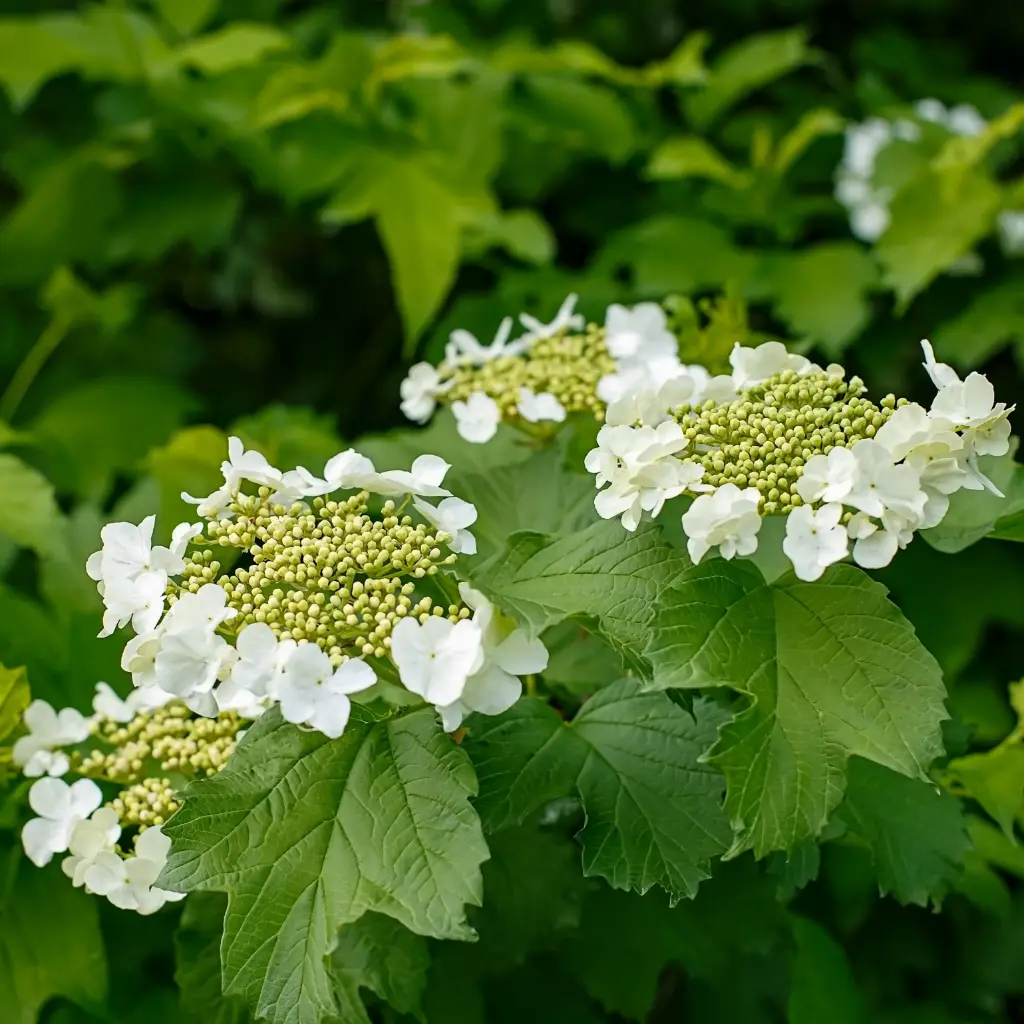 Guelder Rose - Viburnum Opulus - P15 - ORG