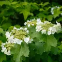 Guelder Rose - Viburnum Opulus - P15 - ORG