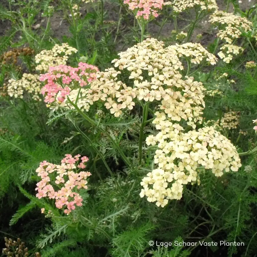 Yarrow - Achillea m. Lachsschönheit - Compact  - ORG