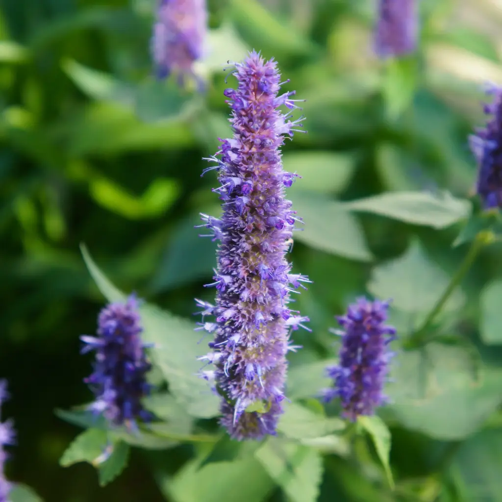 Anise Hyssop - Agastache Black Adder - Compact - ORG