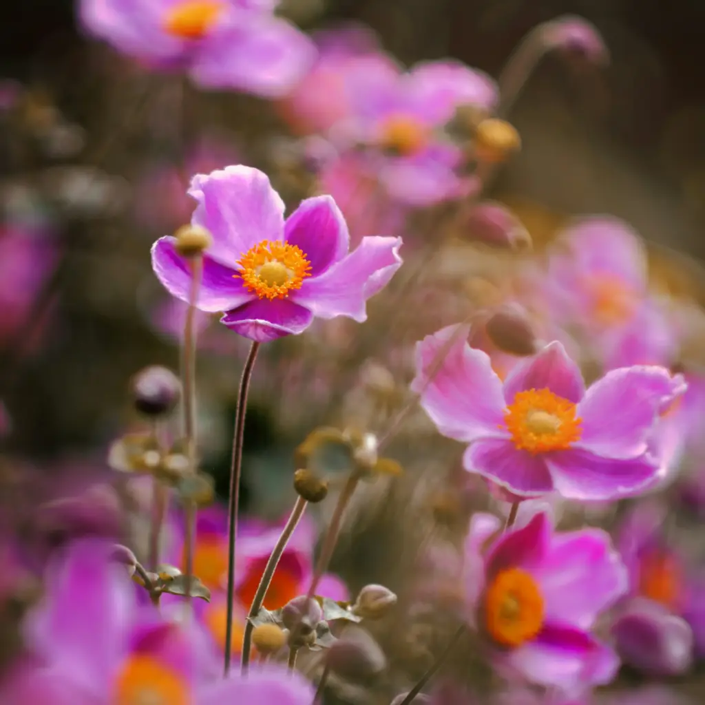 Anemone Splendens - Compact - ORG