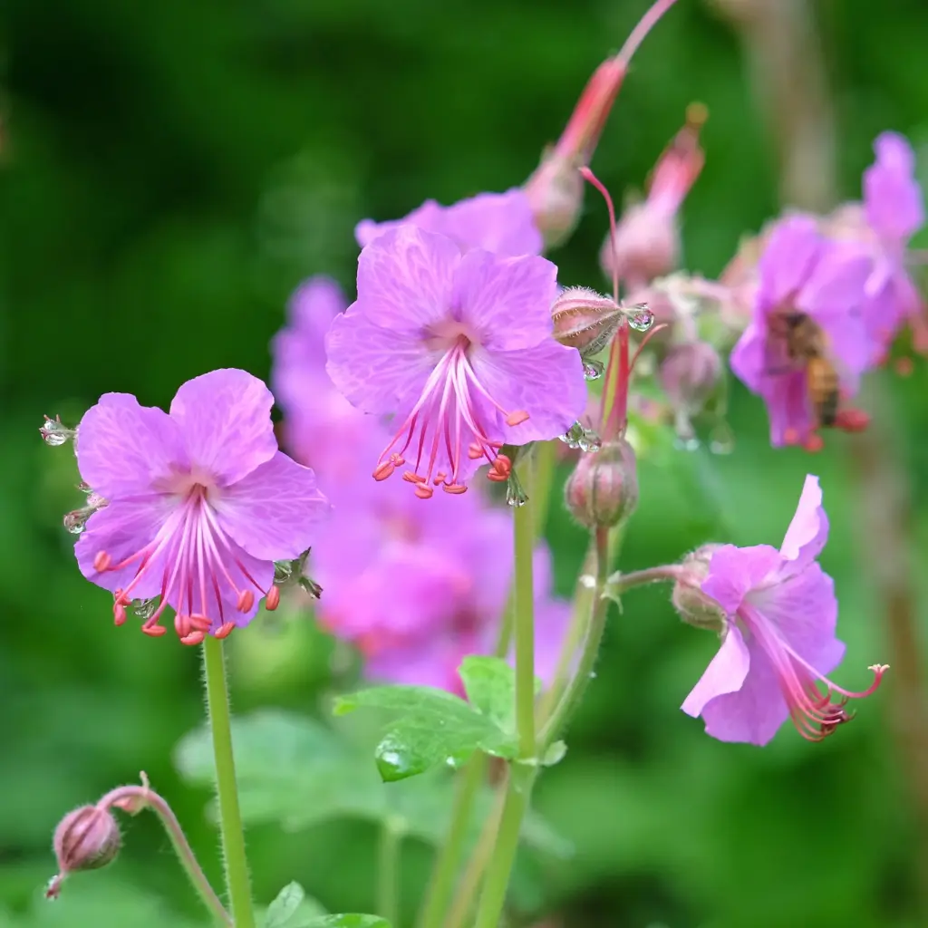 Geranium Bevan's Variety - Cranebsill - Compact - ORG