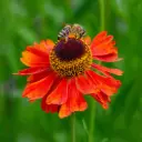 Helenium Moerheim Beauty - Sneezeweed - Compact - ORG