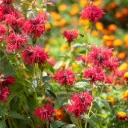 Monarda Mahogany - Bee Balm - Compact - ORG