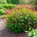 Persicaria amplexicaulis - Mountain Fleece - Compact - ORG