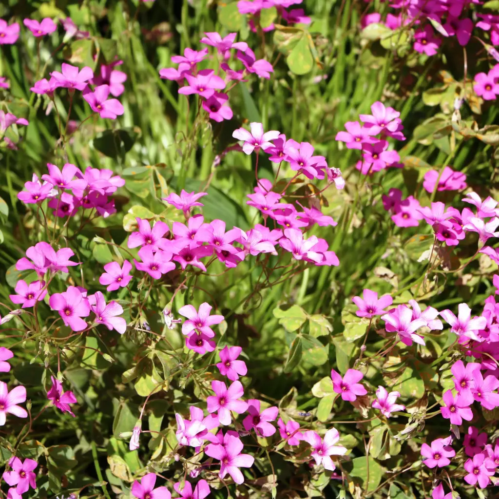 Creeping Phlox - Phlox sub. Scarlet Flame - Compact  - ORG