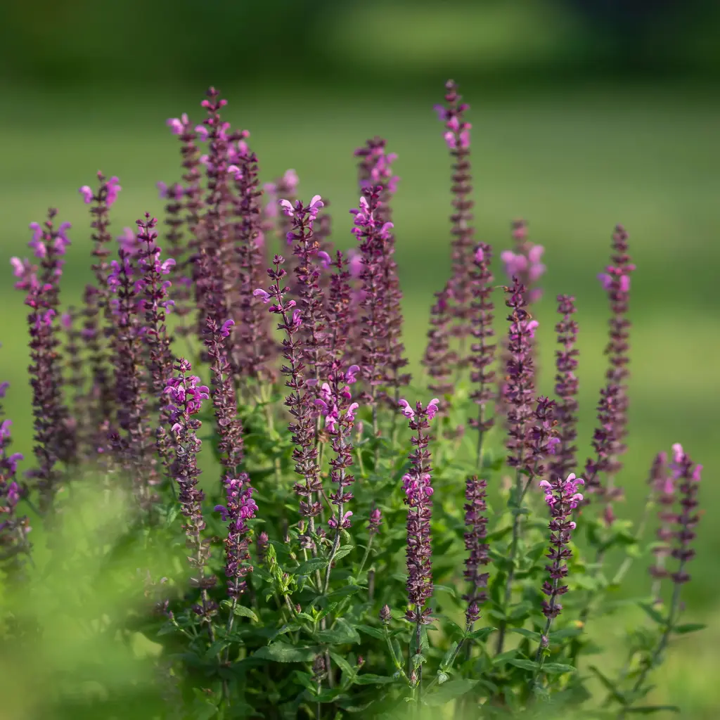Salvia Caradonna -  Compact - ORG
