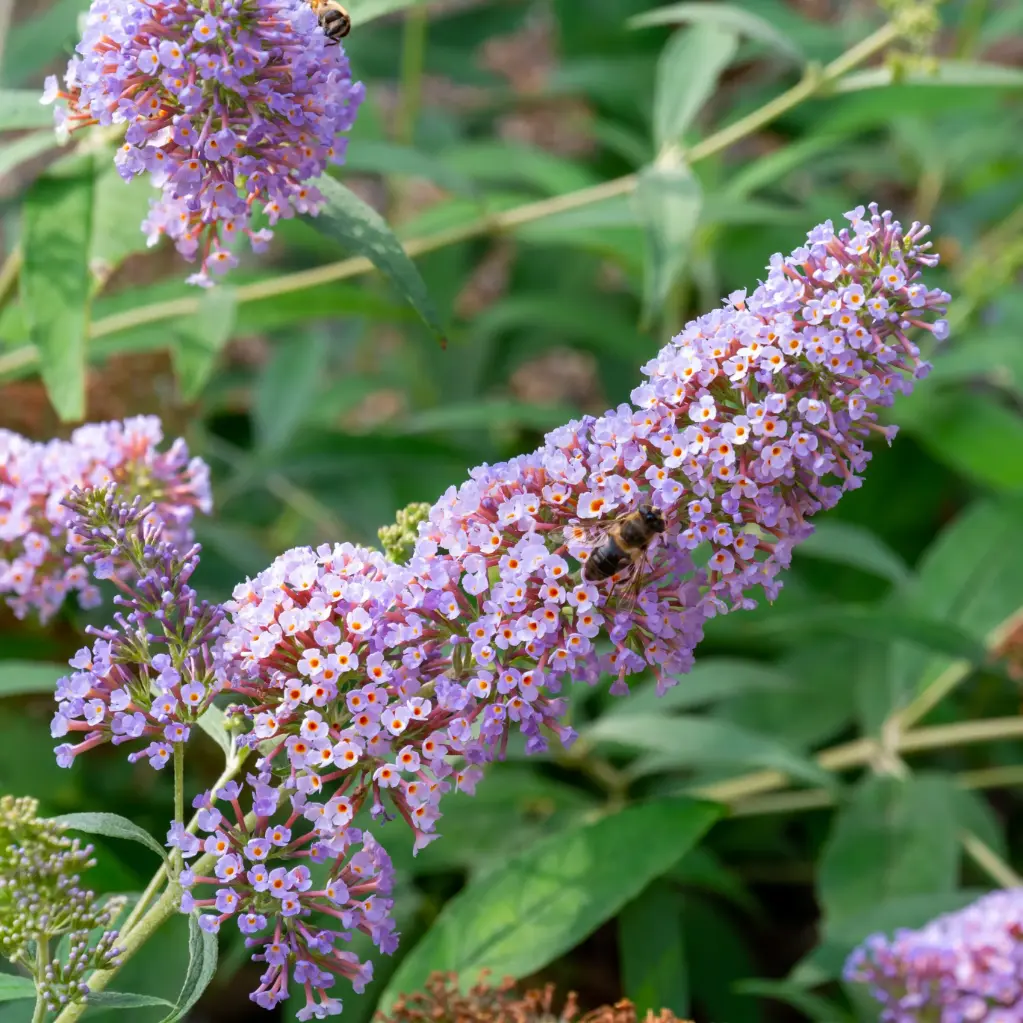 Butterfly Bush Pink Delight - Generous - BIO
