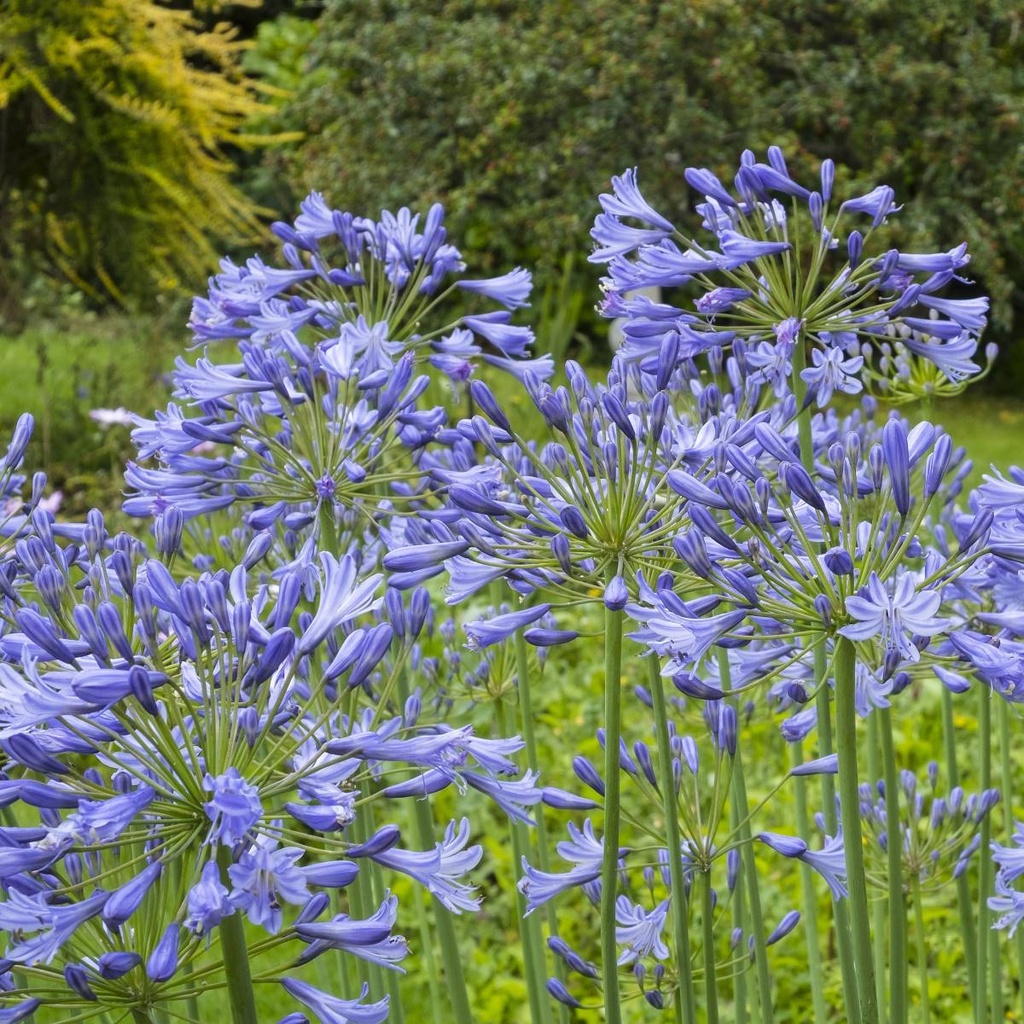 African Lily - Agapanthus Charlotte - ORG