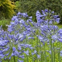 African Lily - Agapanthus Charlotte - ORG