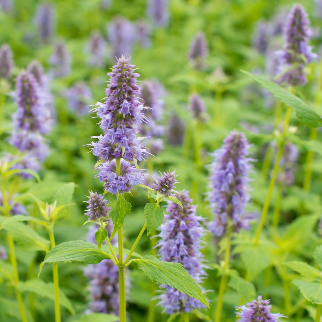 Anise Hyssop - Agastache Blue Fortune - ORG