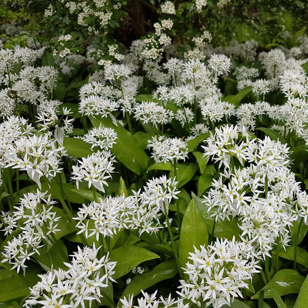 Wild Garlic - Allium Ursinum - ORG