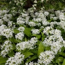 Wild Garlic - Allium Ursinum - ORG