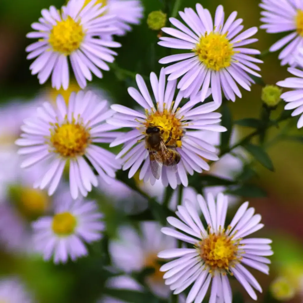 Aster Asran - ORG