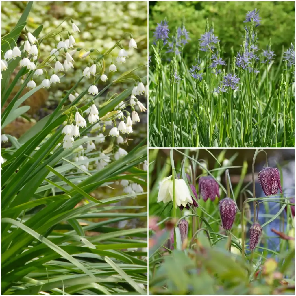 Bee Buffet Pond Companions v2 - ORG