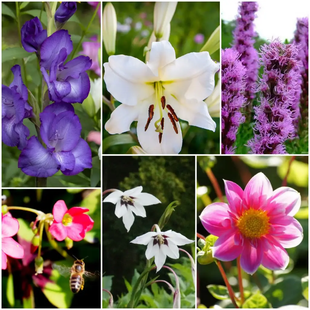 Bee Buffet Buzz Buzz - ORG