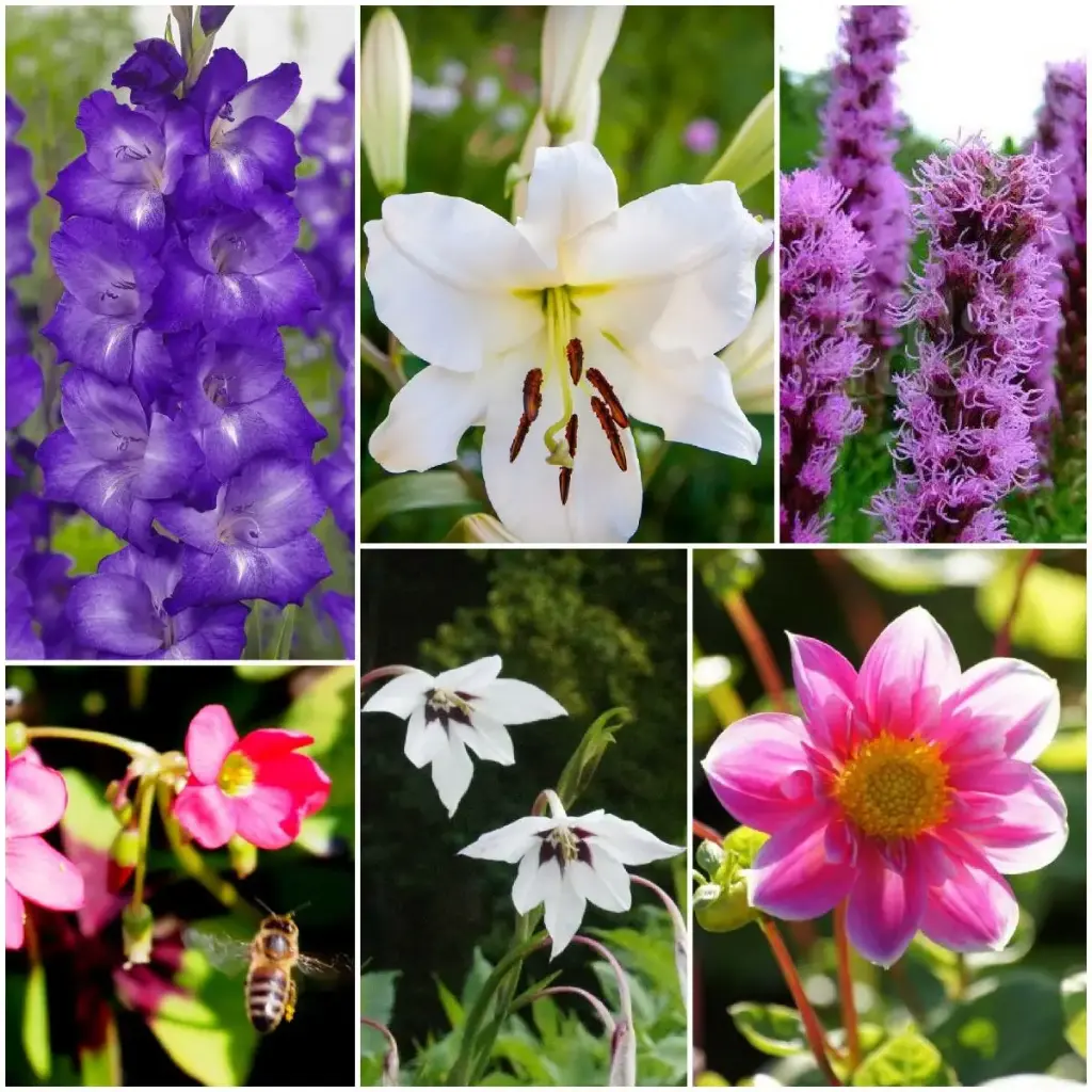 Bee Buffet Buzz Buzz - ORG