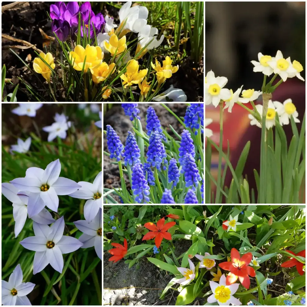 Collection Happy Bee Spring Garden S  - ORG