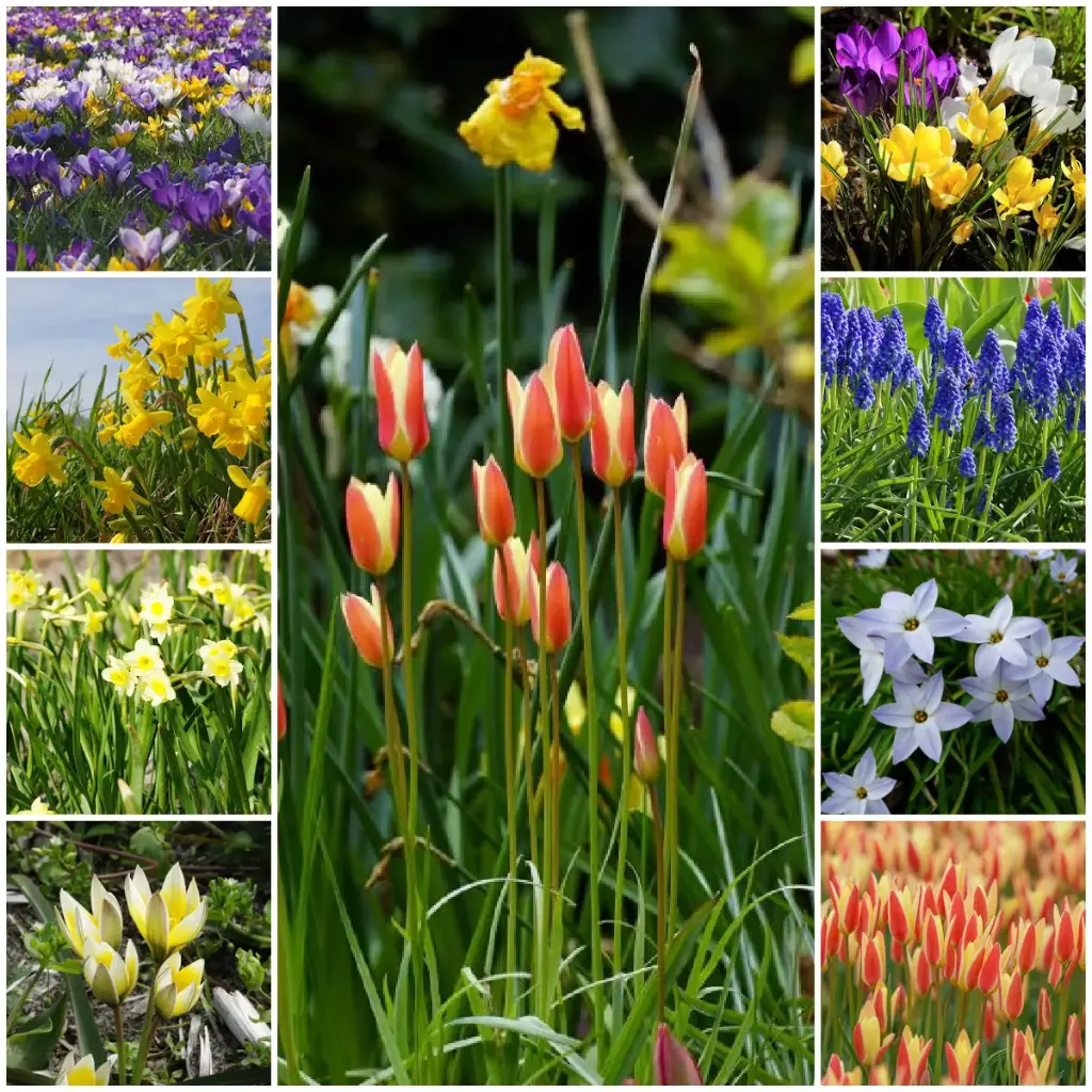 Collection Happy Bee Spring Garden L - ORG
