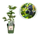 Blackberry Shrub - ORG